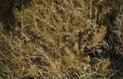 Cuscuta nevadensis