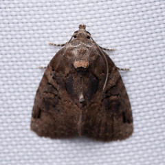 Pseudeustrotia indeterminata