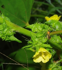 Malvaceae