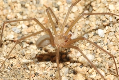 Loxosceles deserta