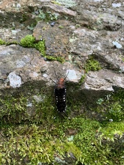 Gymnelia