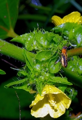 Malvaceae