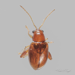 Glyptina