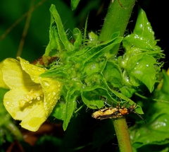 Malvaceae