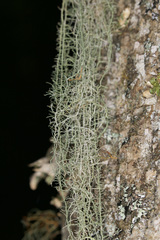 Usnea trichodea