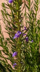 Stemodia florulenta
