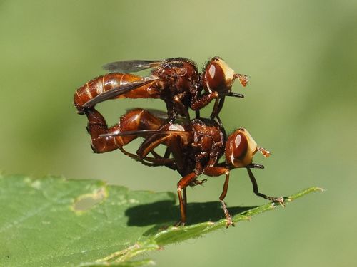 Lenktapilvė musė nuotrauka