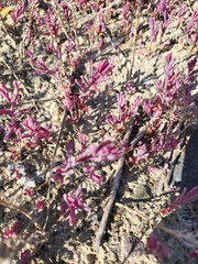 Salicornia rubra