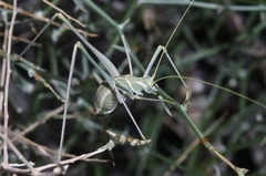 Arethaea brevicauda