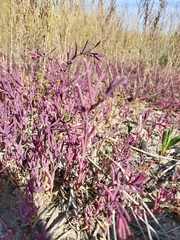Salicornia rubra