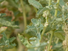 Atriplex suberecta