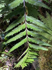 Asplenium polyodon image