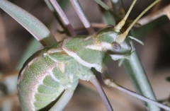 Arethaea brevicauda