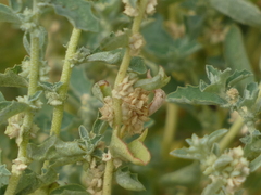 Atriplex suberecta