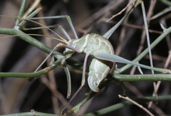 Arethaea brevicauda