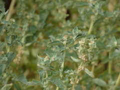 Atriplex suberecta