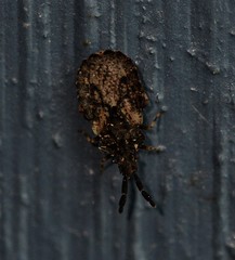 Aradus fuscomaculatus