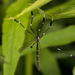 Eastern Phantom Crane Fly - Photo (c) brian stahls, some rights reserved (CC BY-NC), uploaded by brian stahls