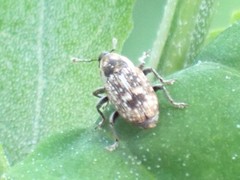 Cosmobaris scolopacea