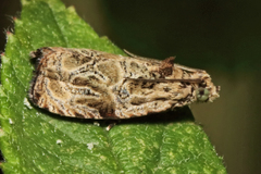 Olethreutes furfuranum
