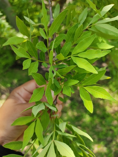 Bursera denticulata McVaugh & Rzed.