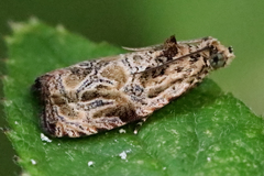 Olethreutes furfuranum