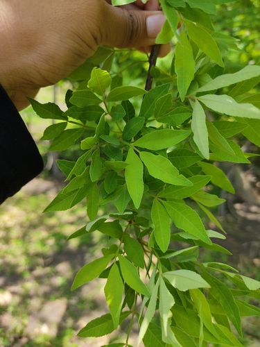 Bursera denticulata McVaugh & Rzed. 2