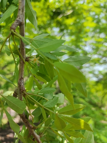 Bursera denticulata McVaugh & Rzed. 3