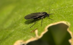Diptera