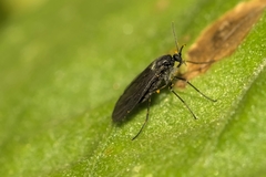 Diptera