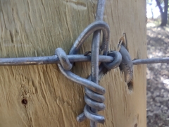 Chaetocnema concinna