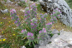 Echium albicans