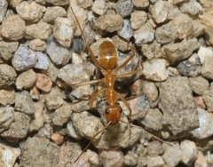 Myrmecocystus mexicanus