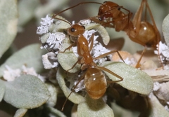 Myrmecocystus mexicanus