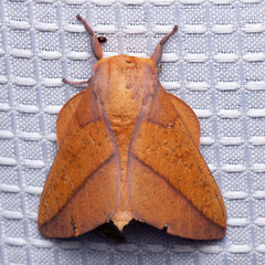 Syssphinx bisecta