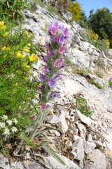 Echium albicans