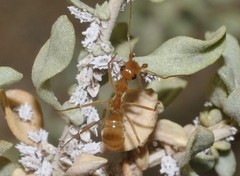 Myrmecocystus mexicanus