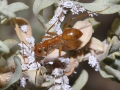 Myrmecocystus mexicanus