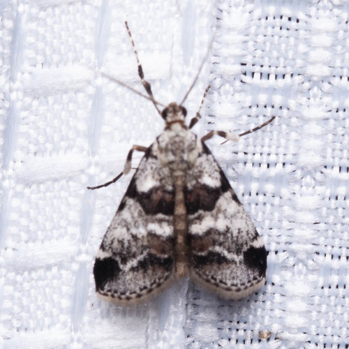 Tallula atrifascialis Hulst, 1886