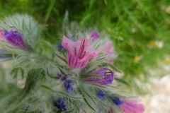 Echium albicans