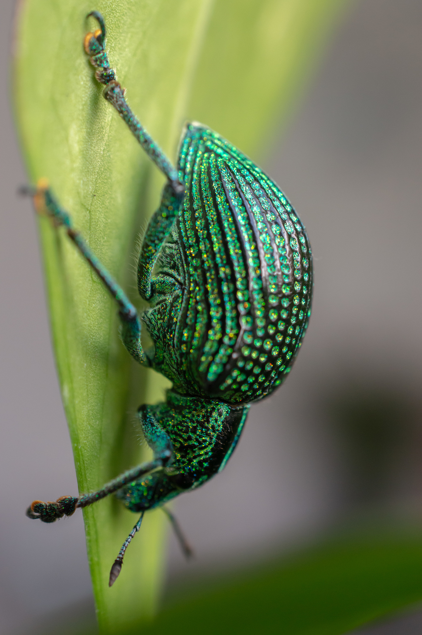 June Species Spotlight- Emerald Ash Borer versus the Tiger Beetle