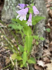 Penstemon smallii