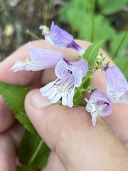 Penstemon smallii