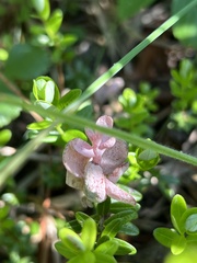 Exobasidium oxycocci