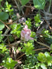 Exobasidium oxycocci