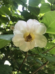 Calycanthus chinensis