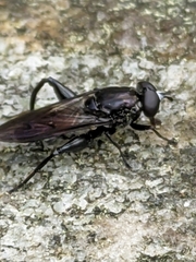 Chalcosyrphus chalybeus