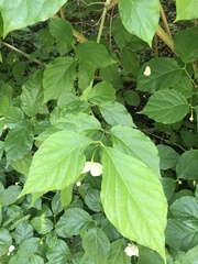 Calycanthus chinensis