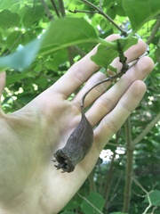 Calycanthus chinensis