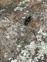 Chalcosyrphus chalybeus